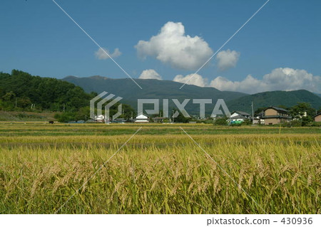 稻田 農村場景 鄉村風光 430936