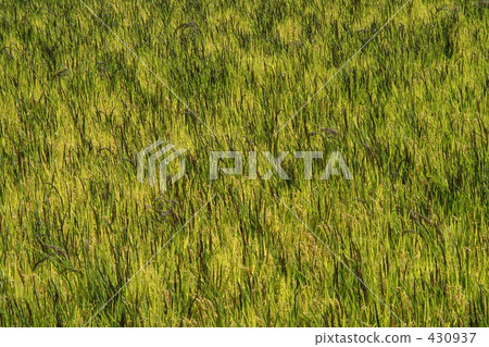 rural scene, rural landscape, paddy field 430937