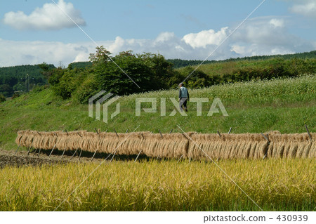 rural scene, rural landscape, paddy field 430939