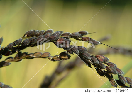 農村場景 鄉村風光 稻田 430940