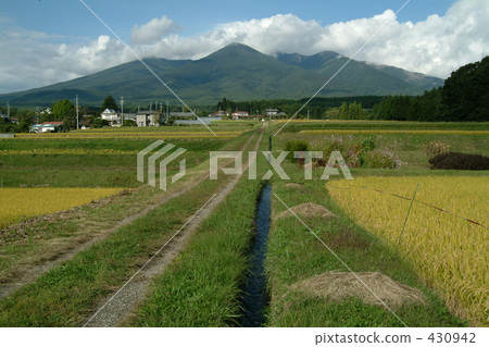 稻田 農村場景 鄉村風光 430942