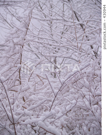 Snow in the dead tree 430944