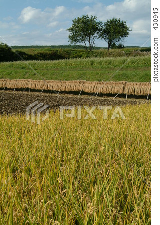 稻田 農村場景 鄉村風光 430945