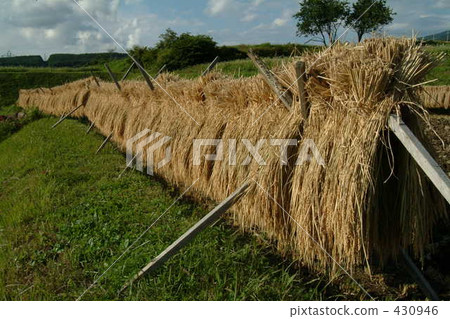 rural scene, rural landscape, paddy field 430946