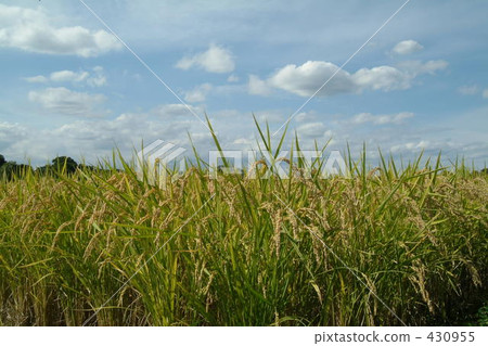 稻田 農村場景 鄉村風光 430955
