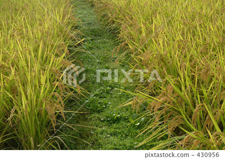 農村場景 鄉村風光 稻田 430956