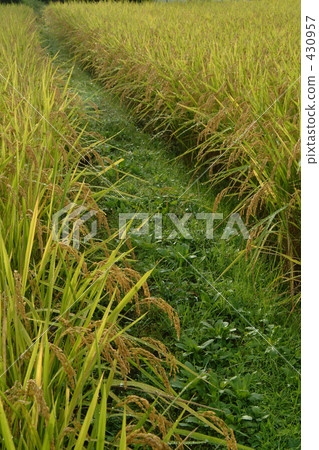 rural scene, rural landscape, paddy field 430957