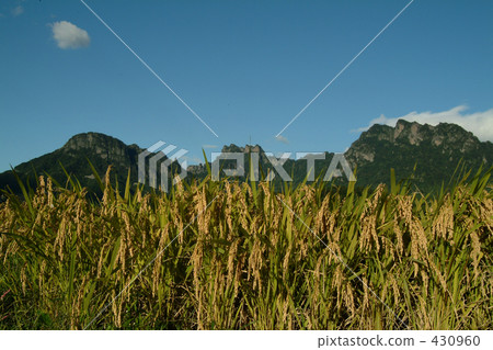 農村場景 鄉村風光 稻田 430960