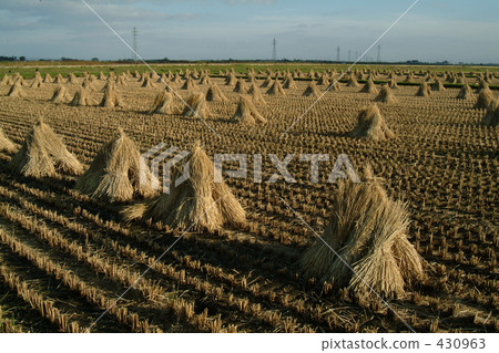 稻田 農村場景 鄉村風光 430963