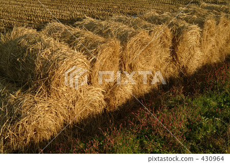 paddy field, rice field, rural scene 430964