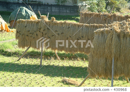 農村場景 鄉村風光 稻田 430968