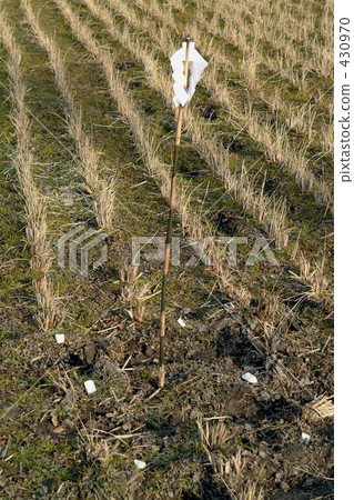 稻田 農村場景 鄉村風光 430970