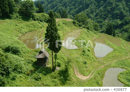 rural scene, rural landscape, paddy field 430977