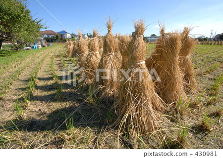 paddy field, rice field, rural scene 430981
