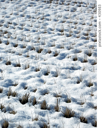 paddy field, rice field, rural scene 430983