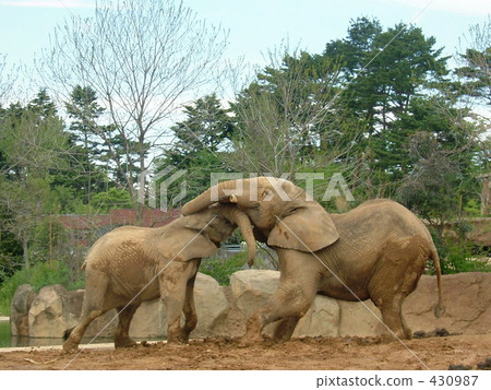 動物大像大象爭吵 430987