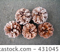 Pinecone 431045