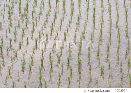 農村場景 鄉村風光 稻田 431064