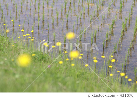 rural scene, rural landscape 431070