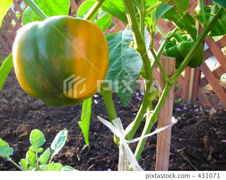 Immature paprika 431071