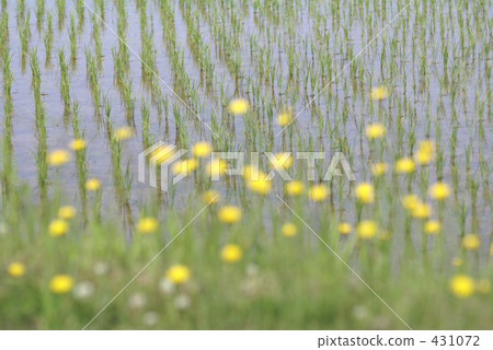 rural scene, rural landscape, rice field 431072