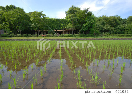 稻田 農村場景 鄉村風光 431082