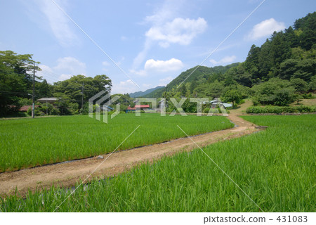 rice field, paddy field, rural scene 431083