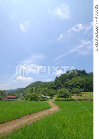rice field, paddy field, rural scene 431085