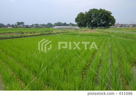 稻田 農村場景 鄉村風光 431086