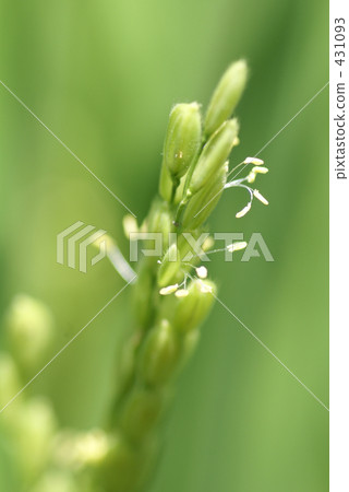 paddy field, rice field, rice flower 431093