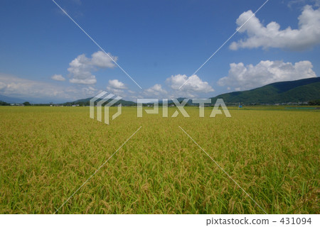 農村場景 鄉村風光 稻田 431094