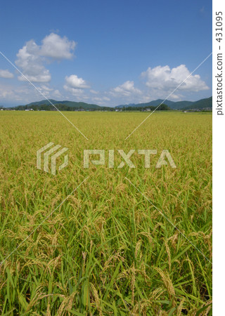 rural scene, rural landscape, paddy field 431095