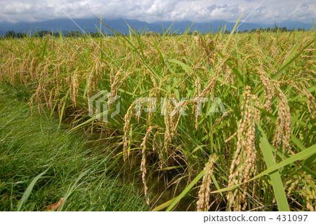 農村場景 鄉村風光 稻田 431097
