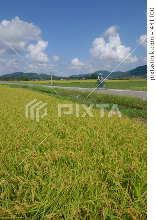 rural scene, rural landscape, paddy field 431100