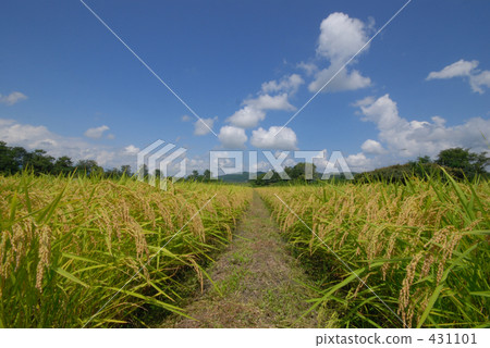 農村場景 鄉村風光 稻田 431101