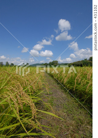 農村場景 鄉村風光 稻田 431102