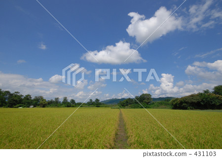 農村場景 鄉村風光 稻田 431103