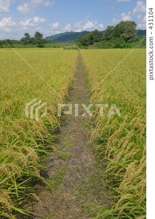 rural scene, rural landscape, paddy field 431104