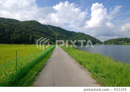 rural scene, rural landscape, paddy field 431105