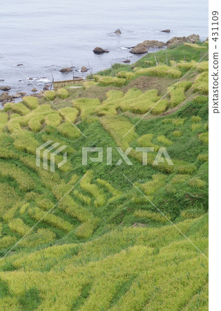 稻田 千枚田 農村場景 431109