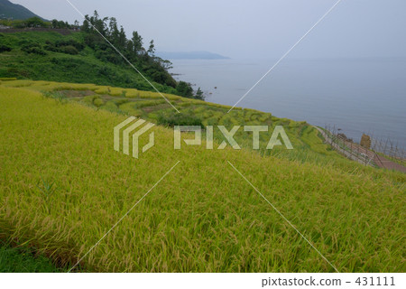 稻田 千枚田 農村場景 431111