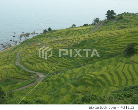 paddy field, rice field, senmaida 431112