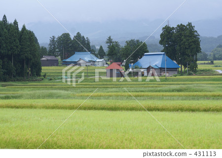 農村場景 鄉村風光 稻田 431113