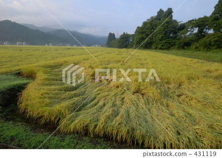 rural scene, rural landscape, paddy field 431119