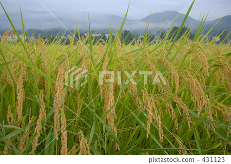 稻田 農村場景 鄉村風光 431123