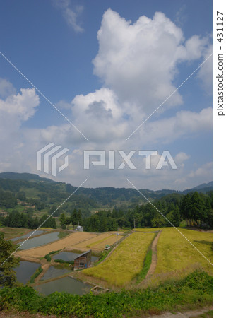 rural scene, rural landscape, paddy field 431127