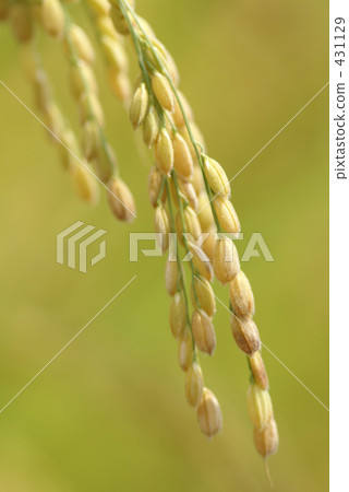 稻田 農村場景 鄉村風光 431129