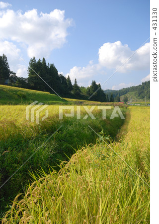 農村場景 鄉村風光 稻田 431130