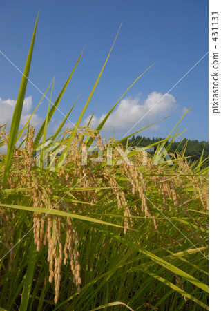 農村場景 鄉村風光 稻田 431131