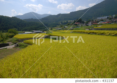 農村場景 鄉村風光 稻田 431137
